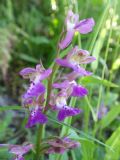 Orchis xclandestina (O.patens x O. provincialis)